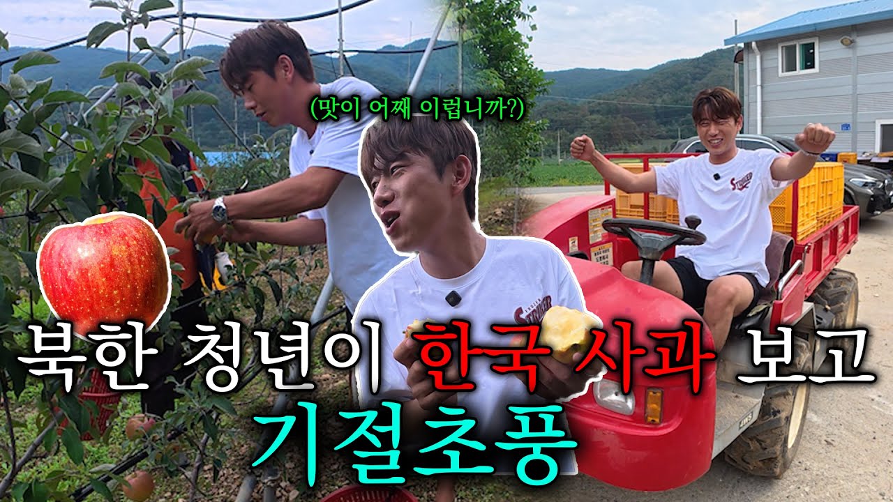 북한 청년이 처음 한국 사과농장을 보고 놀라지 않을수 없는 이유? 와 다르다! 이거지!