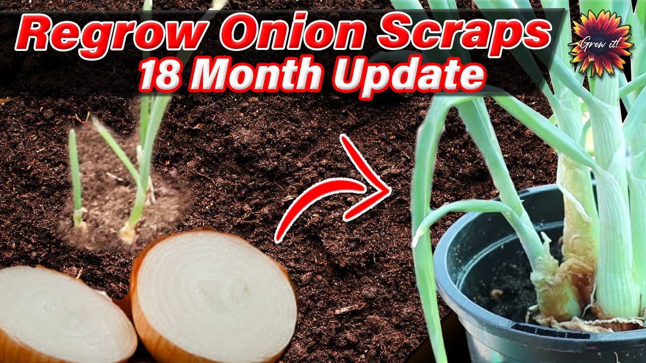Regrowing Onions From Scraps - 18 Months Later // New Onions For 2022 How Many Can I Grow?!