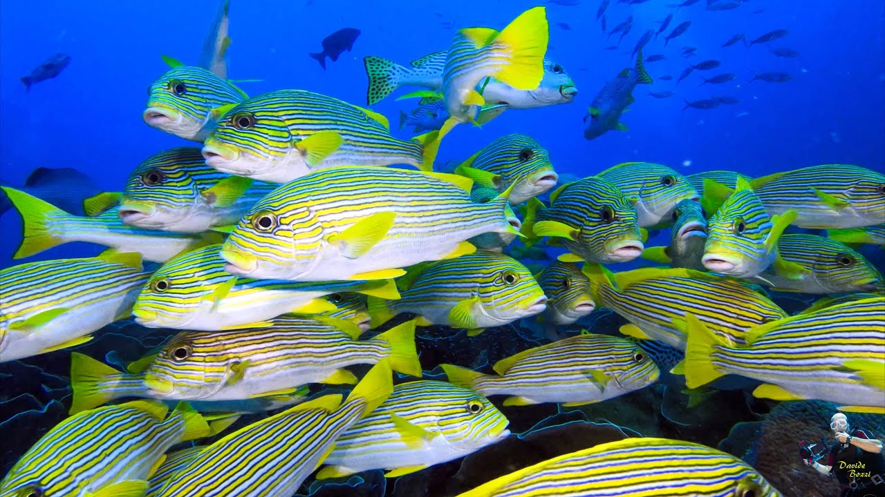 Indonesia. Raja Ampat (October 2022). Pesce Labride a Nastro Giallo (Plectorhinchus polytaenia).(4K)
