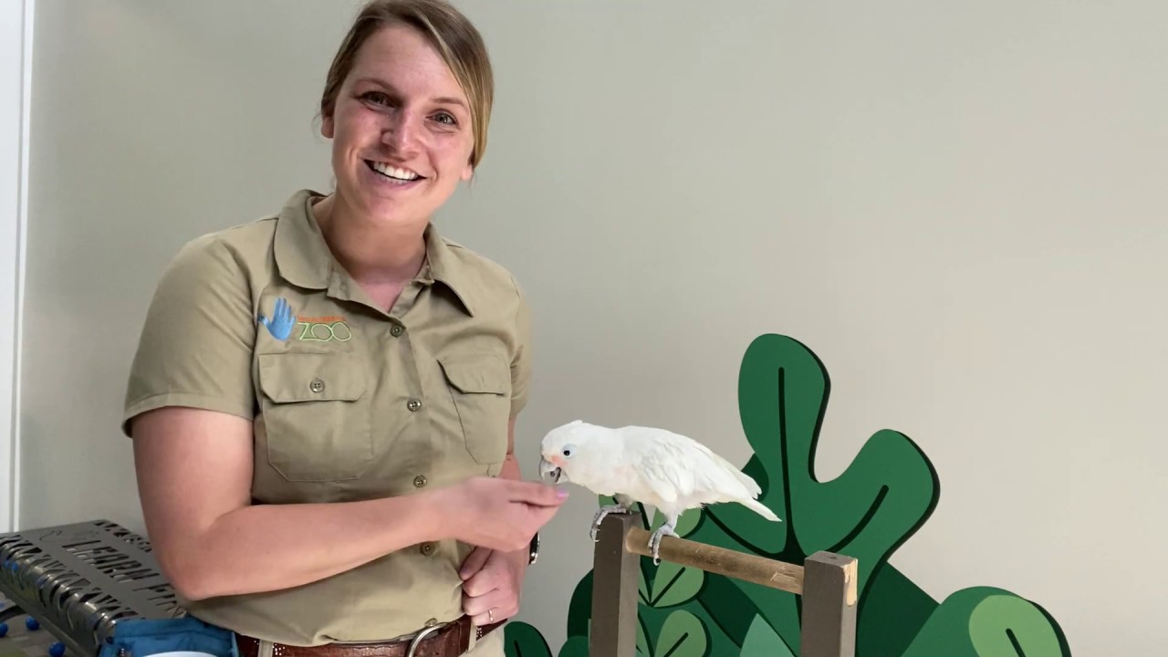Keeper Corner: Goffin's Cockatoo