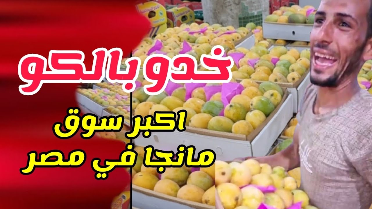 اكبر مزاد لبيع والدلالة على 🥭 المانجا في مصر 🇪🇬