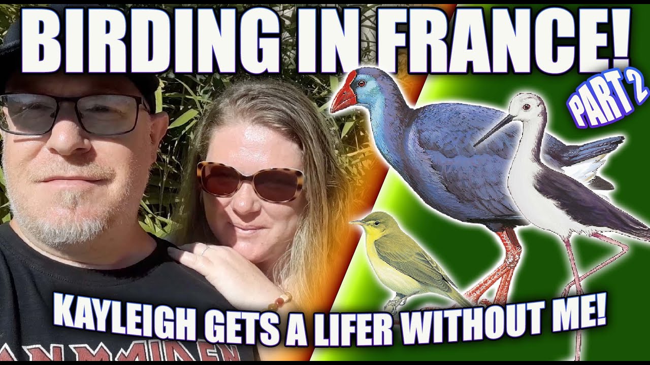 BIRDING IN THE CAMARGUE - PART 2
