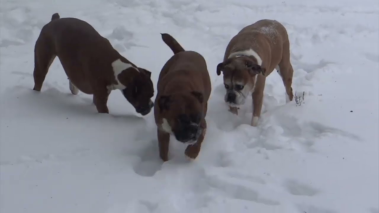 Snowy day boxer dog fun with Elsie Gertrude and Cierra 