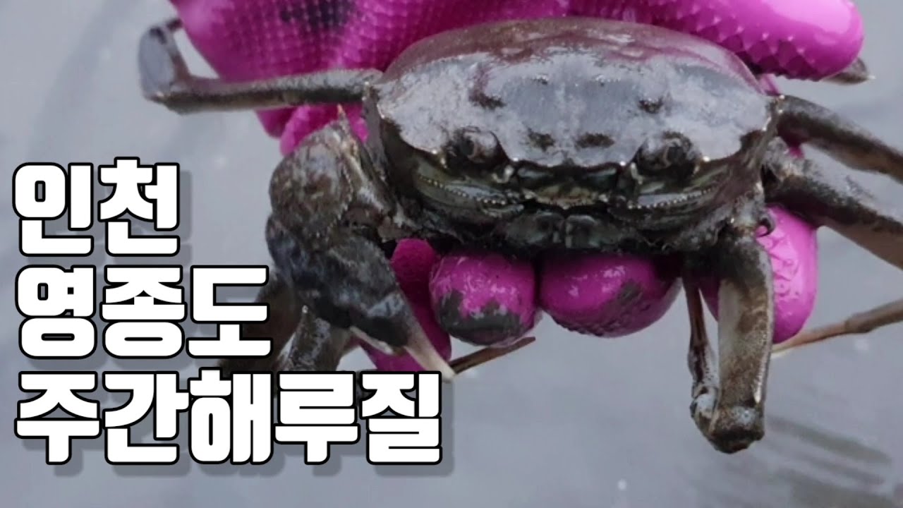 주간 해루질 박하지 잡으러가서 만난 엄청 큰 게?! +먹방 Catching a crab
