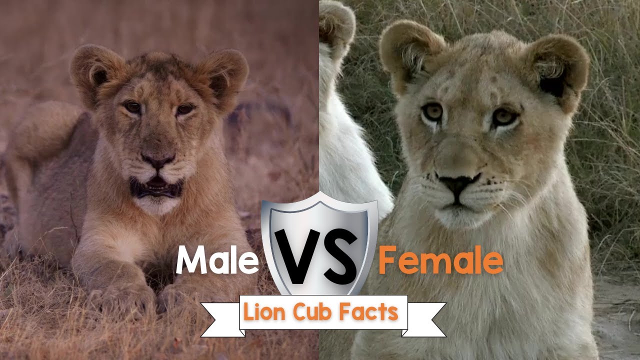 Male vs Female Lion Cub Facts!