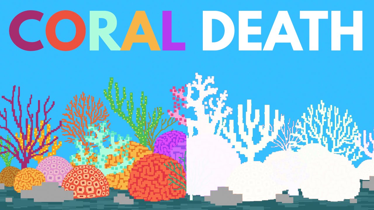 What Happens If All The Coral Dies?