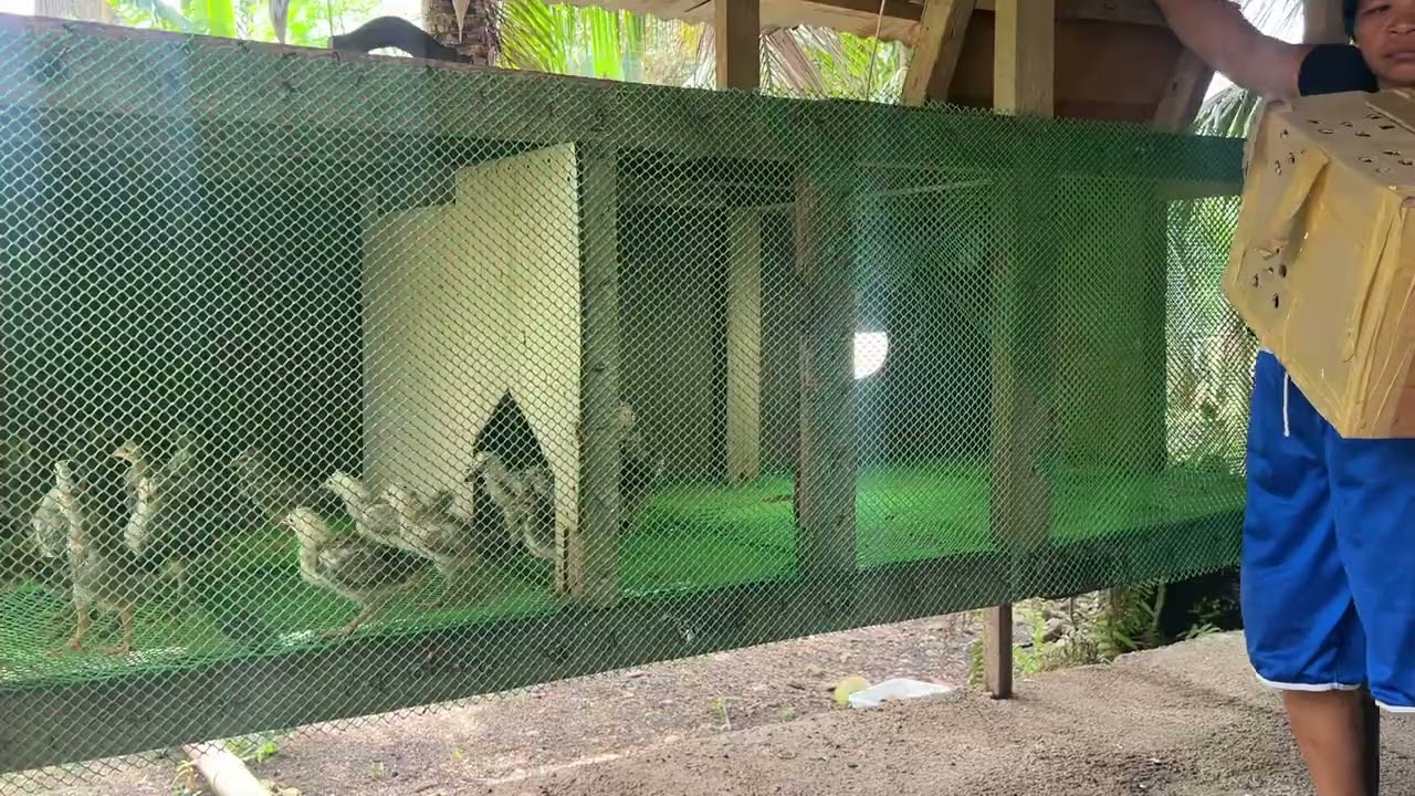 🐤🐥