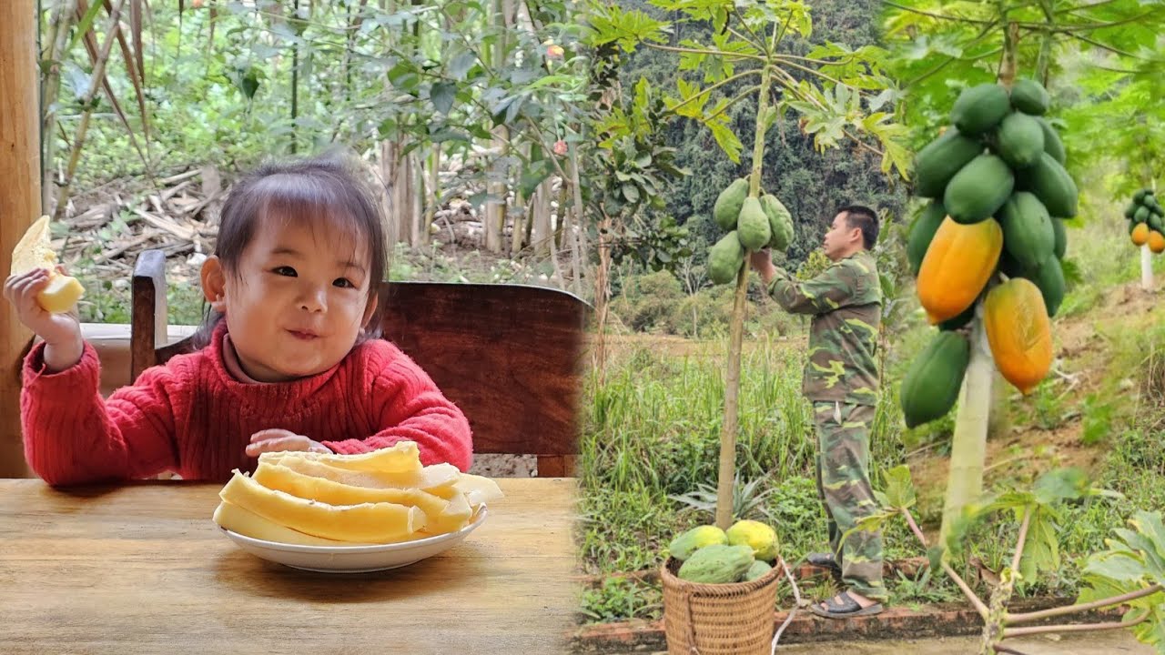 Harvest papaya and bring it to the market to sell-Cook pig food, farm life/XuanTruong.