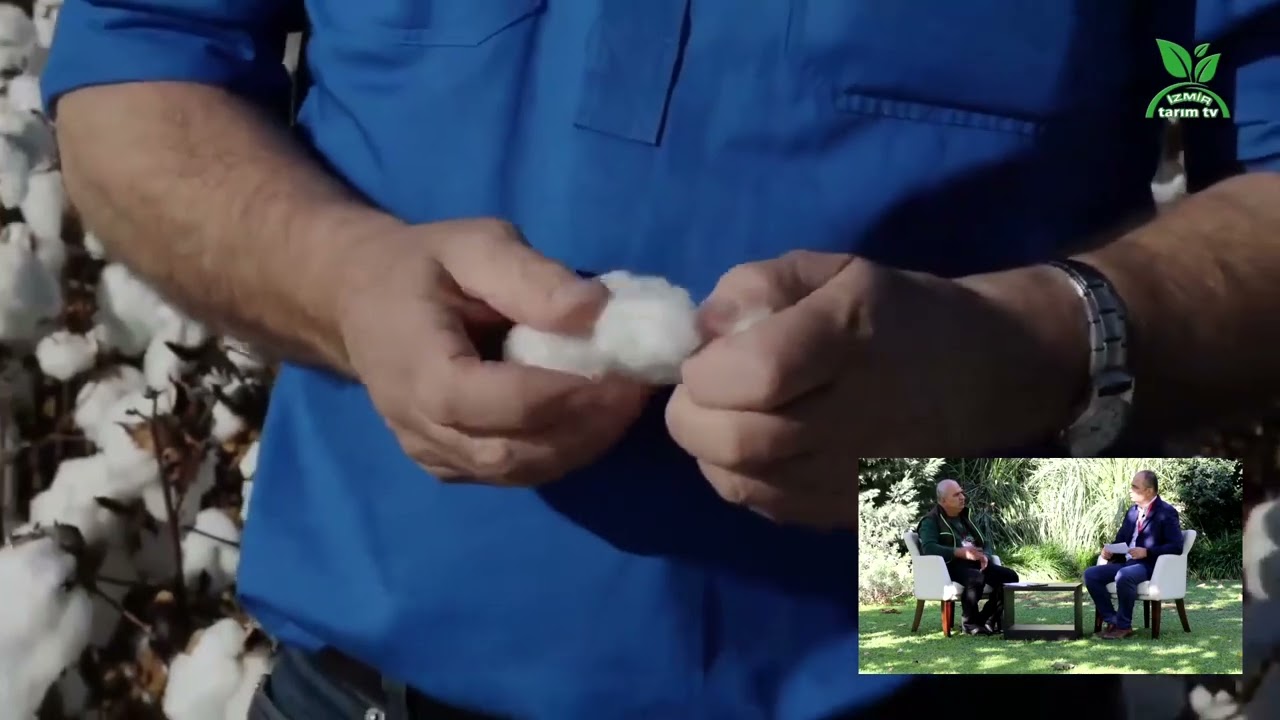 Öğle Molası - Pamukta Hasat Zamanı