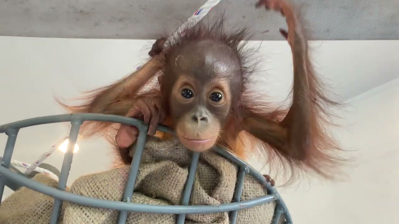 Orangutan baby Pansy climbing in the Baby House