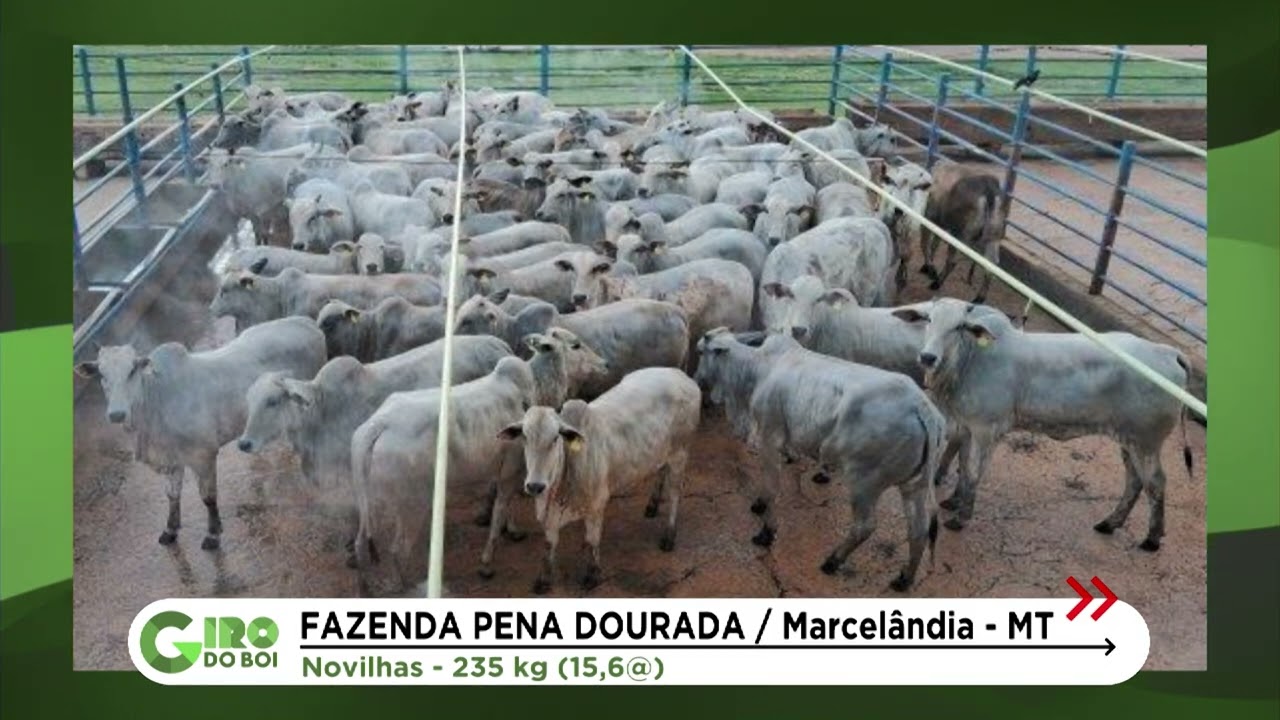 NOVILHAS PRECOCES CHEGAM A QUASE 16 ARROBAS EM COLÍDER (MT); VEJA DETALHES