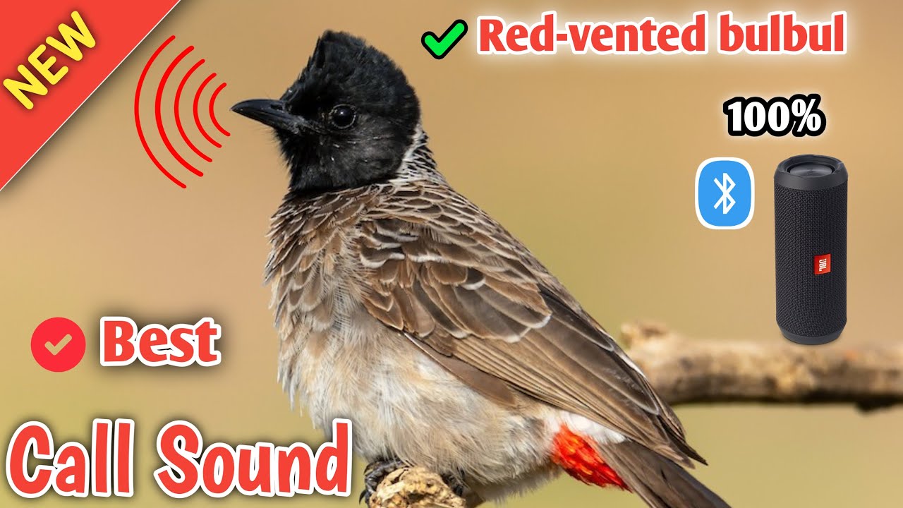 🐦Red Vented Bulbul Sound📣bulbul bird voice🔊