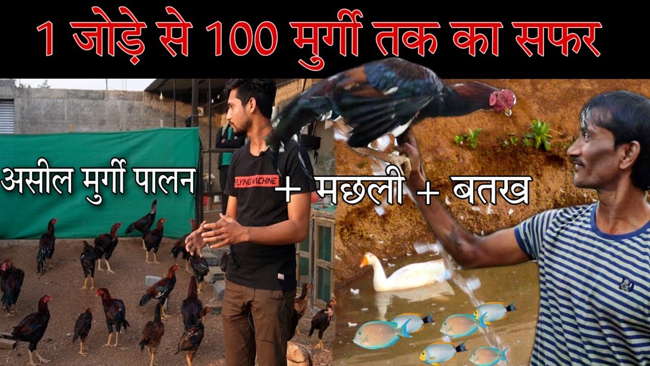 असील मुर्गी पालन (Aseel Murga) । देशी मुर्गी+बतख+मछली । Integrated Farming System । How to start IFS