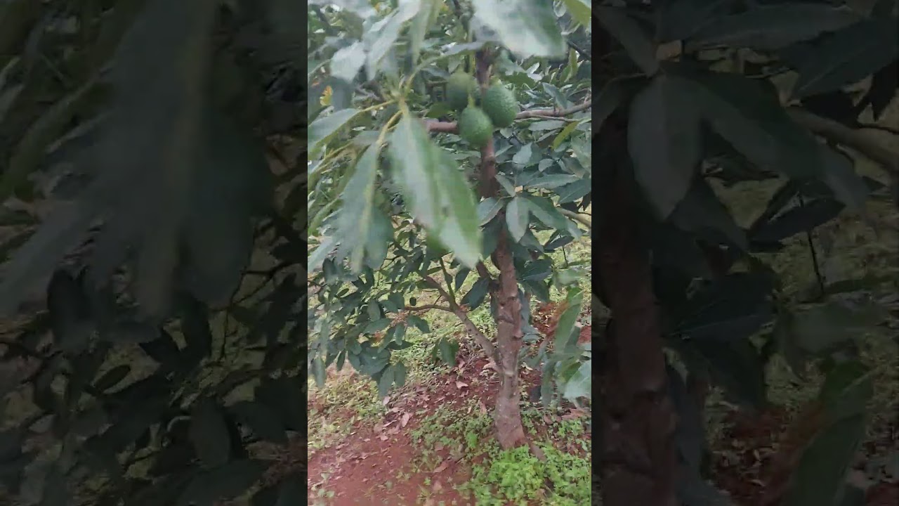 Hass avocado farming dip in Rift Valley Kenya #BreathtakingShots #FarmingMagic #NatureShots