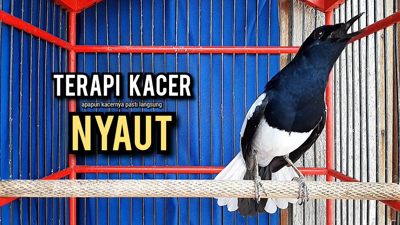 kacer gacor NGEPLONG tarung ini paling ampuh buat PANCINGAN KACER agar EMOSI