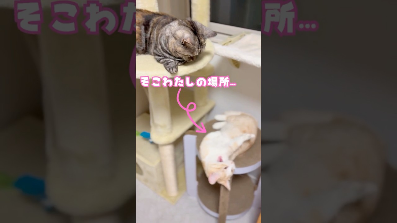 チャビちゃんのお昼寝スポットを占領するムギくん