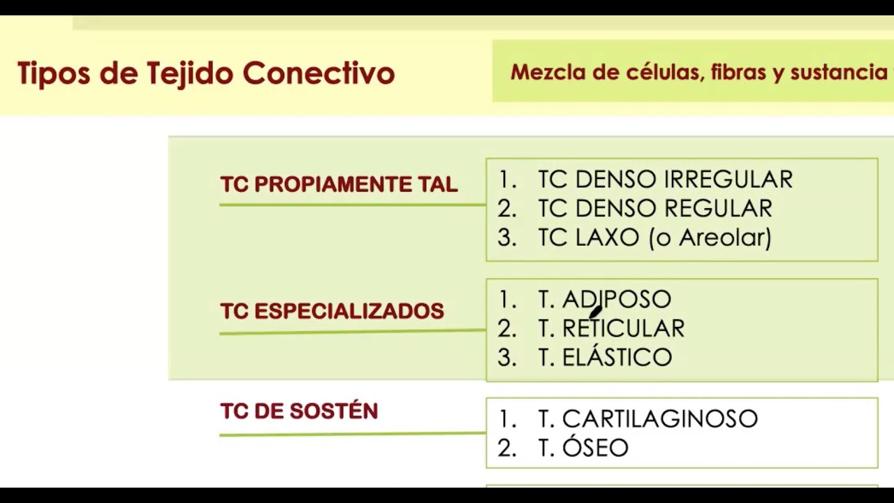 Tejidos Conectivos Fibrosos y Tejido Adiposo.