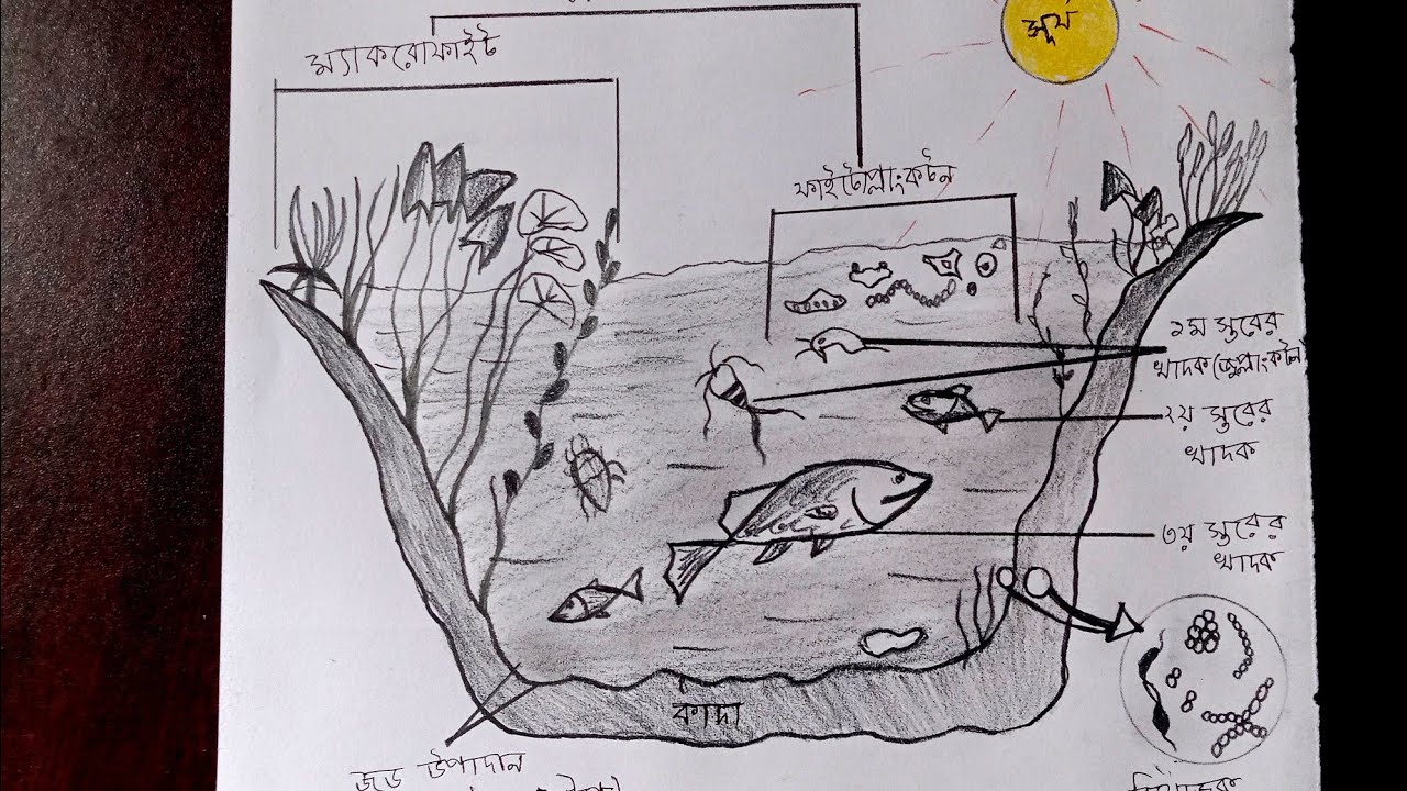 কিভাবে 'একটি পুকুরের বাস্তুতন্ত্র' আঁকতে হয়//The ecology of a pond drawing tutorial.....