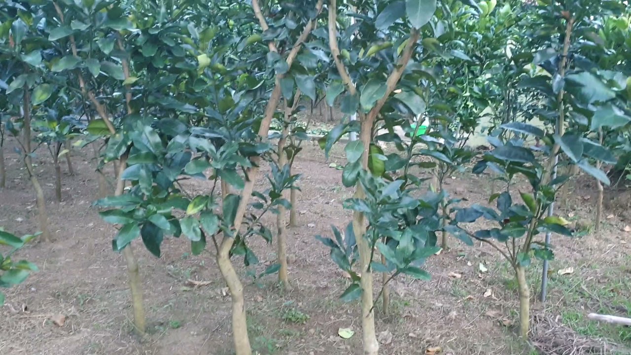 HÀ BƯỞI NGON CÂY GIỐNG BƯỞI QUÝ HIẾM : 0968 12 9996