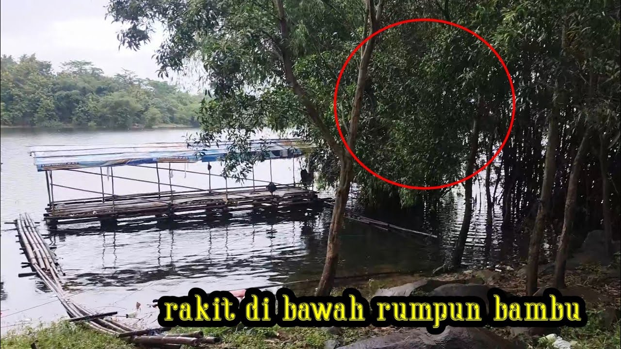 Rakit yang di bawah rumpun bambu || mancing jatiluhur terbaru