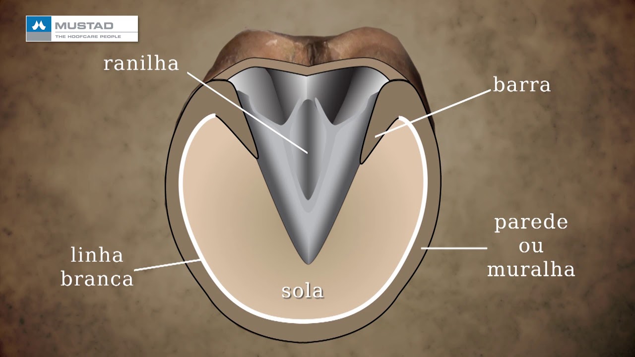 TV UC - A anatomia do casco