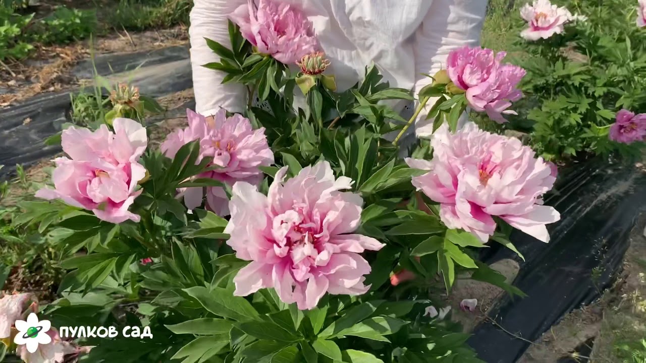 First arrival peony. Фёрст арривал пион
