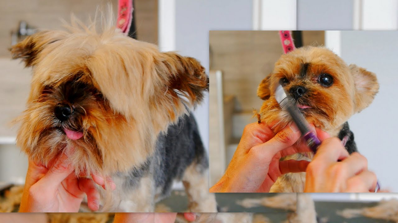 Yorkie hasn't been groomed for 6 months - Yorkie Grooming