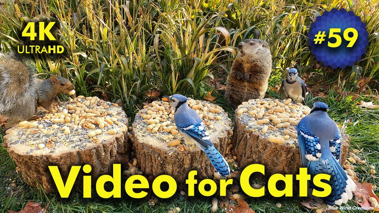 A Corny Video! | Video for Cats to Watch | Video 59