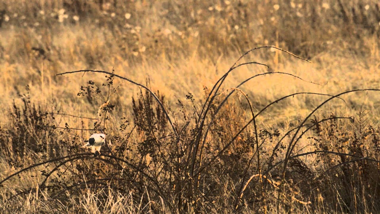 A Close Up Look at a White-tailed Kite Hunting and Eating