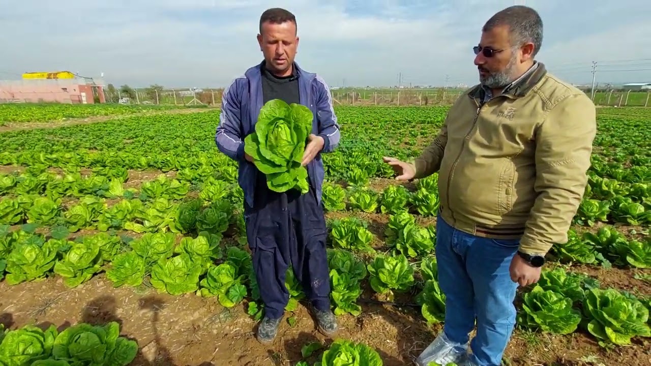 زراعة الخس