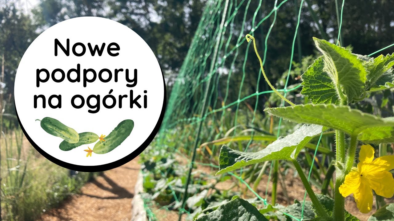 🥒Jak zrobić PODPORY DO OGÓRKÓW❓ Ogórki na podporach, ogórki na siatce, stelaż do ogórków z tyczek 🥒🥒