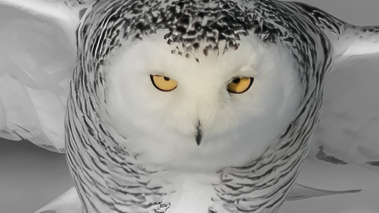 Snowy Owl - CHIONE