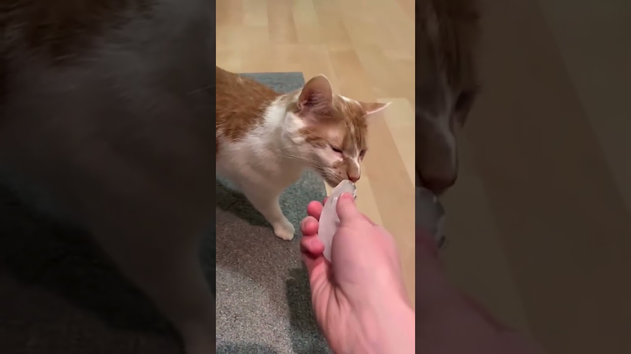 Cat Button Training Month 7 - January 2021