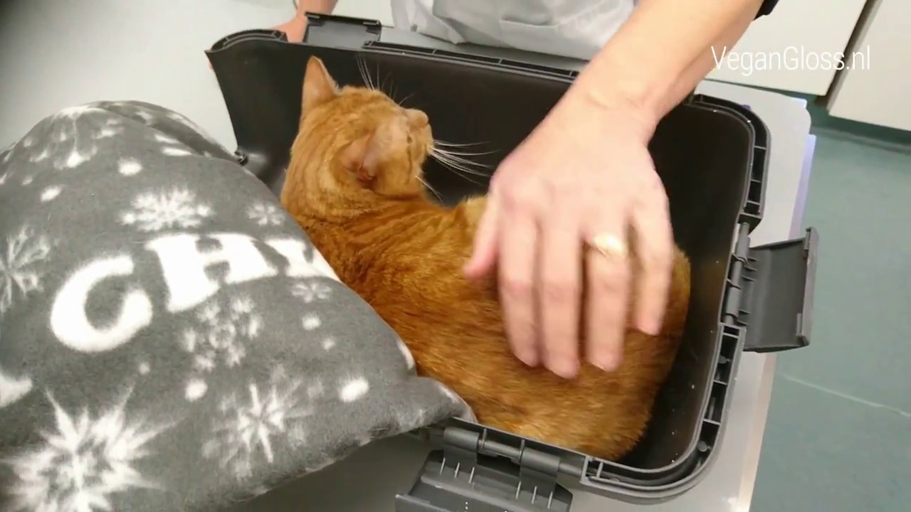 NAAR DE DIERENARTS VOOR CONTROLE MET POESJE EN KATER!