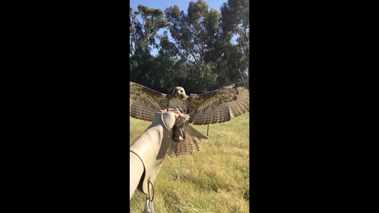 Red-tailed Hawk Flying to Glove