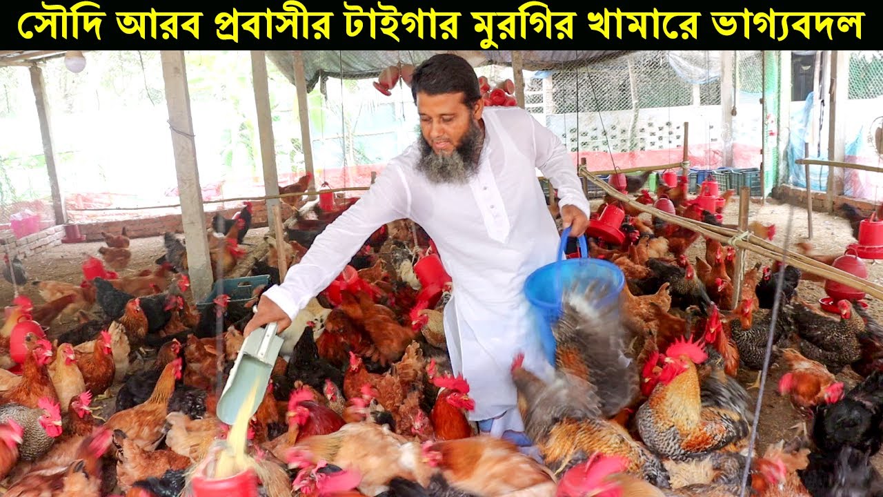 ৩০ বছর সৌদি আরবে থেকে বাংলাদেশে এসে টাইগার মুরগির খামার করে সফল কাপাসিয়ার মুজিবুর রহমান। Morgi