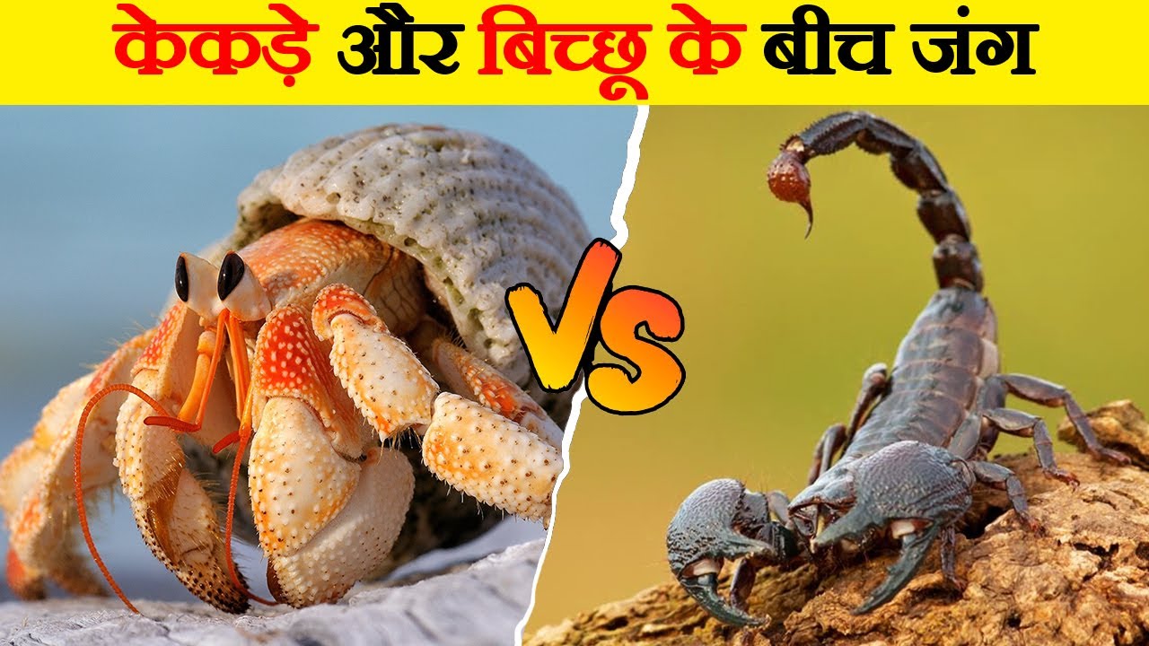 केकड़ा और बिच्छू में कौन है सबसे ताकतवर? | Who is More Powerful Between Crab & Scorpion