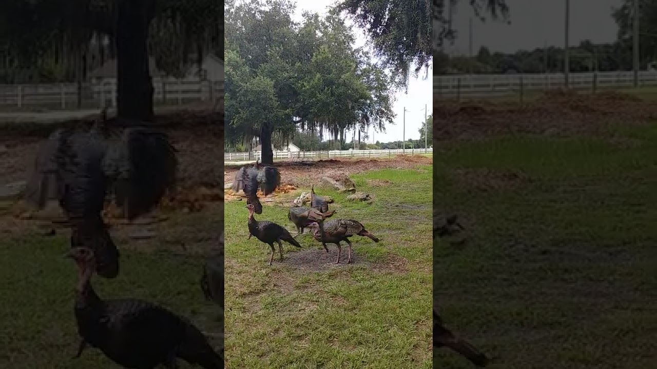 Turkey Goes Flying!