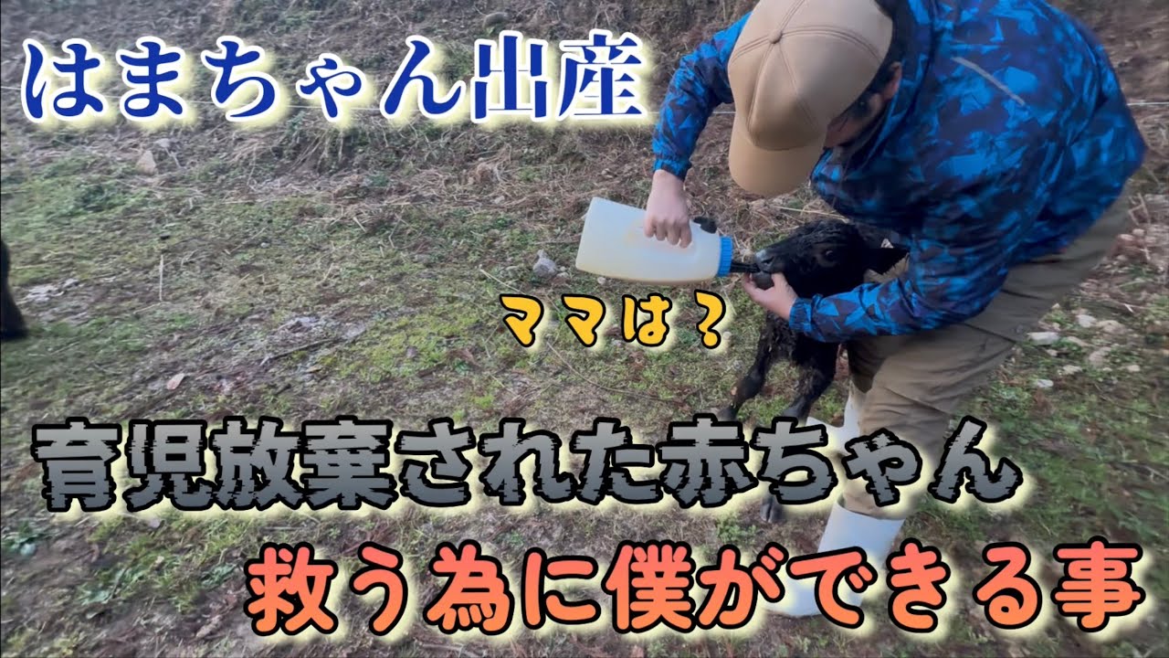 【緊急事態】はまちゃんが育児放棄…？産まれたばかりの子牛に異変。命の現場の厳しい現実。