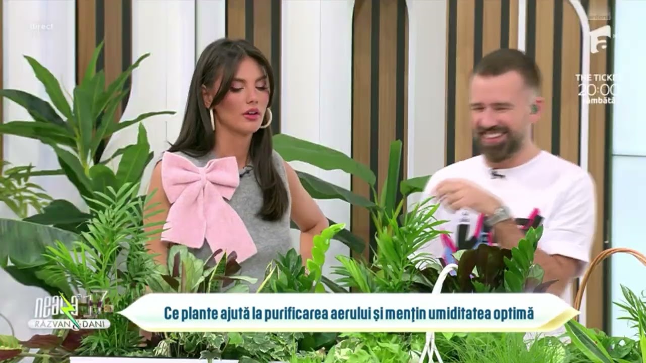 Floraria Trias - plante care purifica aerul - Antena 1.