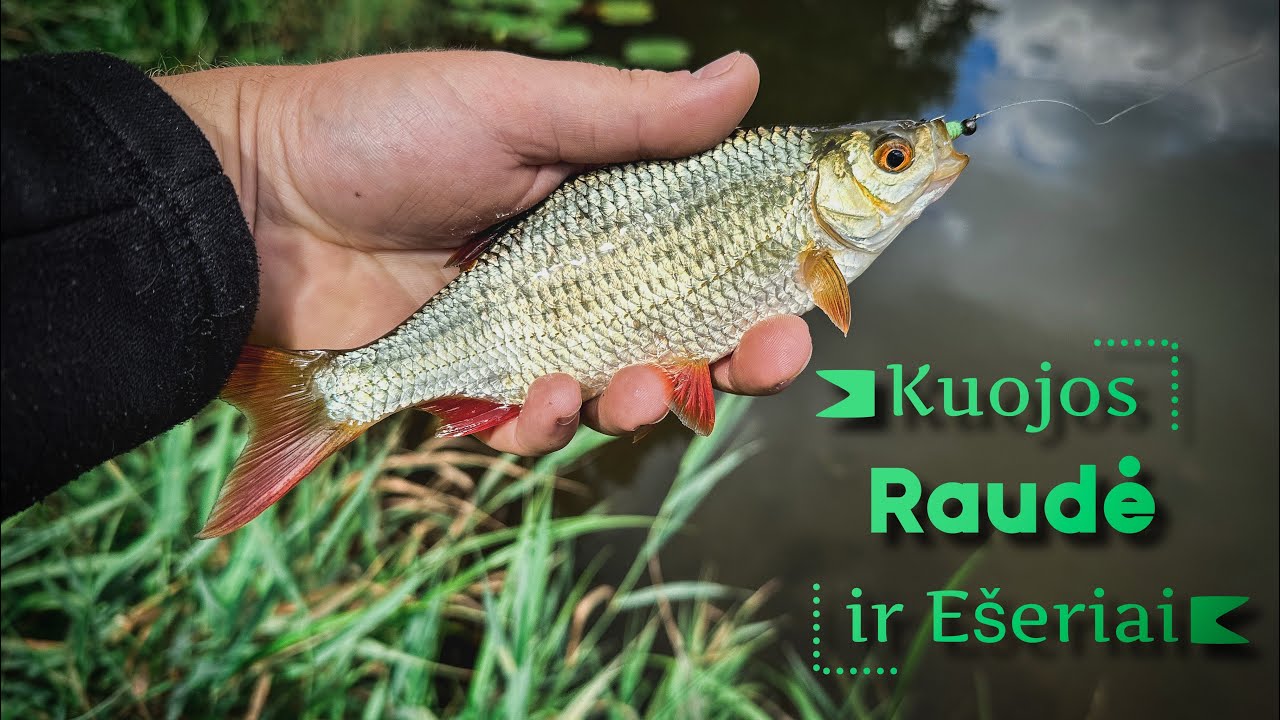 Per 4 vietas, kad ir sunkiai, bet šį tą pagavom. Kuojos, ešeriai ir raudė...