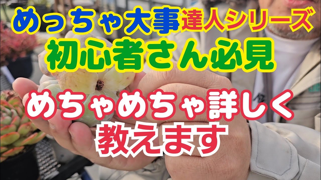 【多肉植物】【達人シリーズ】【初心者🔰さん必見‼️】めちゃめちゃ詳しく説明します🎵2026年1月18日