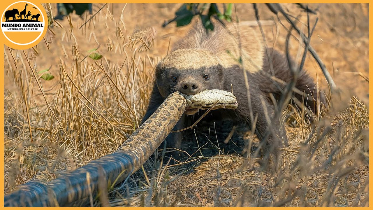 Las peleas m&aacute;s incre&iacute;bles del tej&oacute;n de miel jam&aacute;s captadas en c&aacute;mara | Mundo animal