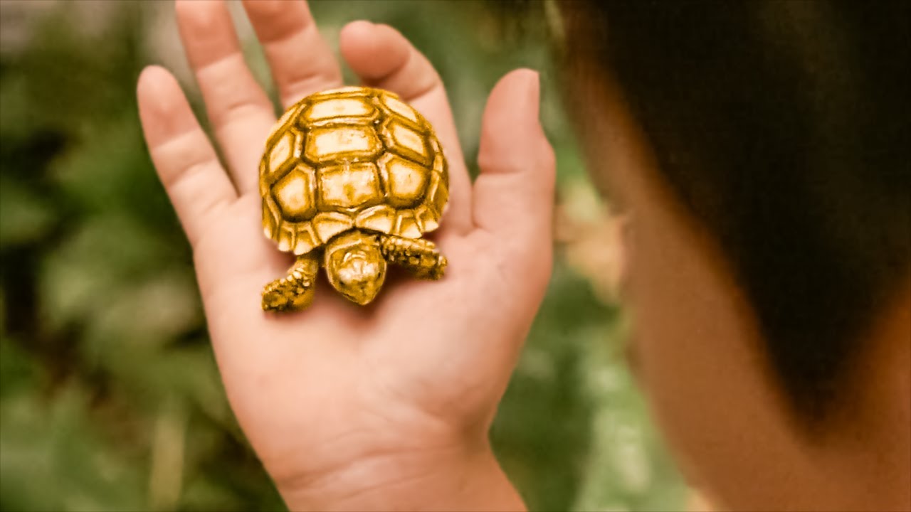 Boy Finds Turtle and Keeps It as a Pet but Doesn’t Know It’s Actually a God