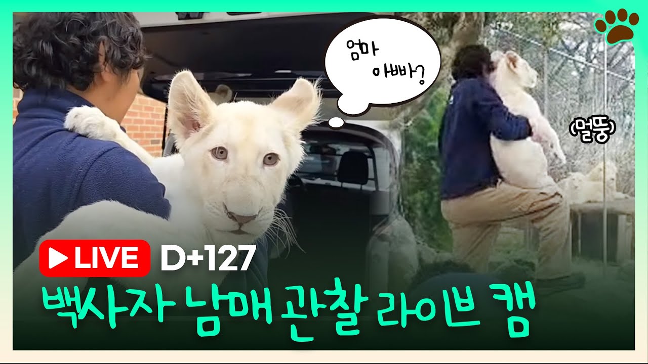 [랜선관찰일지 LIVE🦁] 엄빠 보러 가는 백사자 아가들?! 그들은 알아볼 수 있을까?ㅣ251223