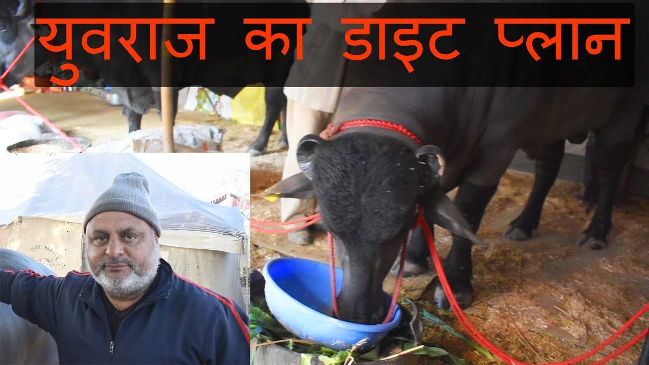 युवराज के मालिक करमवीर जी से बातचीत | Murrah bull Yuvraj Diet plan
