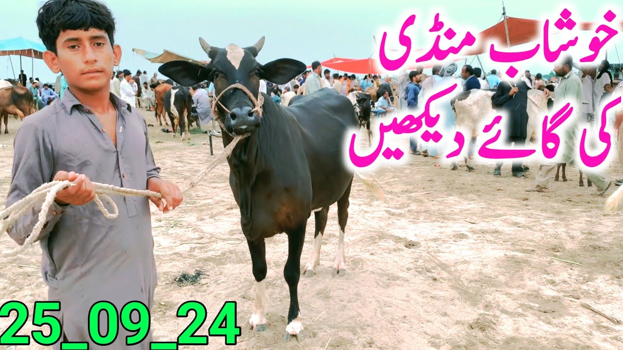 Khushab Cow Mandi | Australian Friesian Cholistani Sahiwal Cow || Global Village Farming