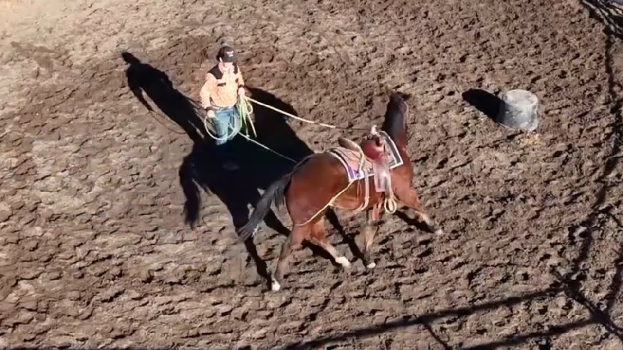 Desensitizing Mozzy With The Rope