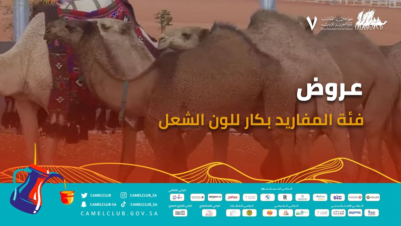 🎥 | عروض فئة المفاريد بكار للون الشعل 🐪  ضمن منافسات #مهرجان_الملك_عبدالعزيز_للإبل7  #همة_طويق