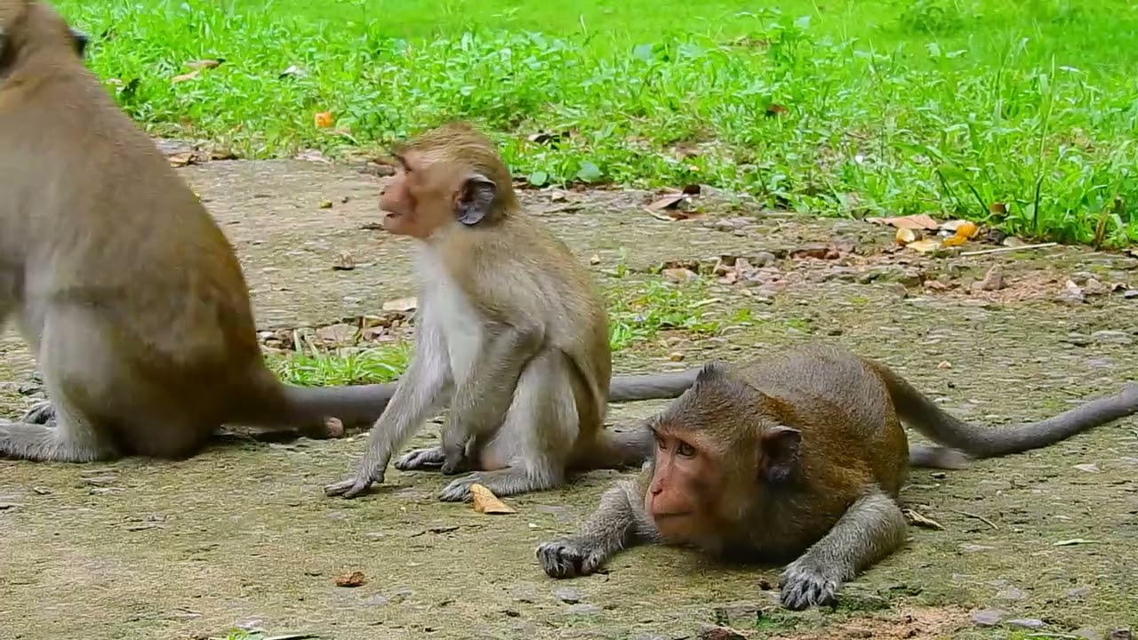 Trillion pity when to see like this, why he try to face young monkey like this, Coz of food and cry